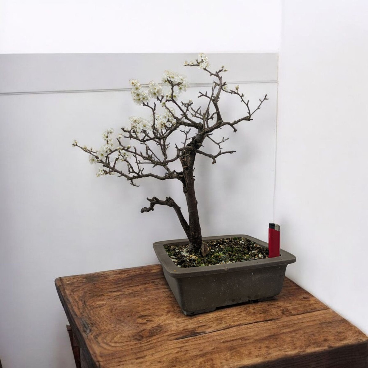 Lovely Blackthorn (Prunus spinosa) Flowering (Kifu Sho) Bonsai Tree in 29cm  Pot | eBay UK