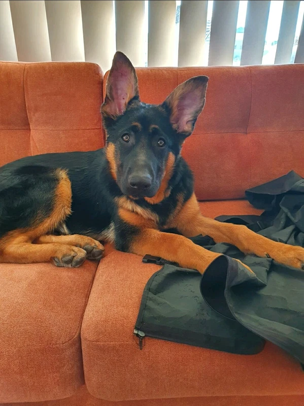 australian shepherd puppies for sale gumtree