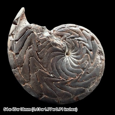 Discoclymenia cucullata Goniatit Fossil 60 mm Devon Marokko Hämatit