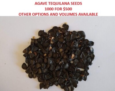 AGAVE TEQUILANA AZUL WEBER BLUE AGAVE SEEDS 1000 FOR $500 VERY VIABLE | eBay