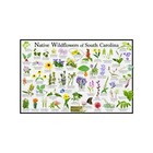 Native Wildflowers of South Carolina Flower Identification Poster / Flower Guide
