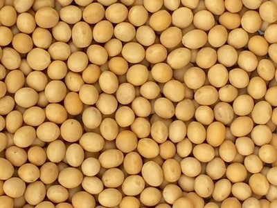 Premium Grade Non-GMO Soybeans (5 Pounds) - Great for Soy Milk and Tofu - Pro...