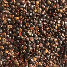 Japanese Raisin Tree, Hovenia dulcis, 100 seed - unique fast growing tree