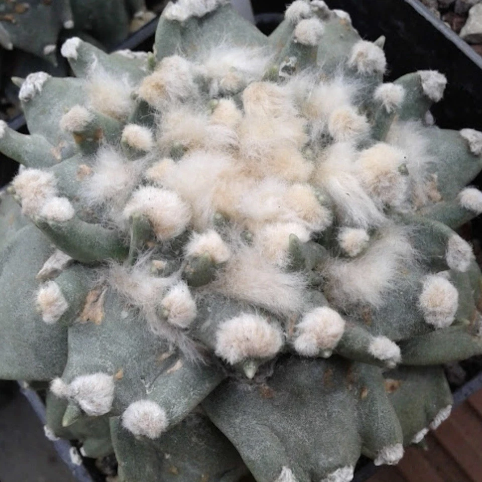 (10) Pack SEMILLAS Ariocarpus Retusus cv. Mituibo “Tri/Tres Dedos” VENDEDOR DE EE. UU. Foto 2 de 4