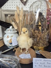 Taxidermie Küken Huhn
