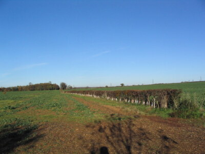 Photo 6x4 New hedge Easton/SK9226 The protective collars around the base c2006