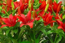2 - RED ALERT ASIATIC LILY Live Flower Bulbs  * ATTRACTS BUTTERFLIES