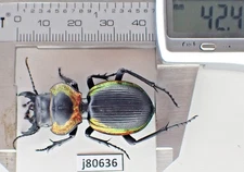 j80636. Insects, Carabidae: Mouhotia sp. Laos!!!!!!!