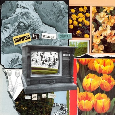 Thank You, I'm Sorry Growing in Strange Places (Vinyl) (US IMPORT)
