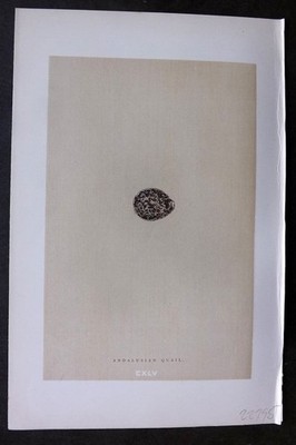 Morris 1896 Antique Bird Egg Print. Andalusian Quail 145