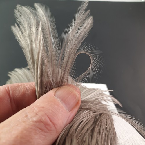Dyed Smokey Med. Blue Dun Dry Fly Hackle Neck Cape Dry Fly Tying Feathers #94 - Picture 4 of 6
