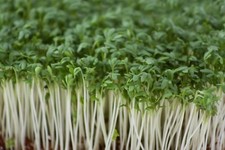 Common Plain Cress – 20000 Seeds 60g – Quick Sprouting Salad UK – JustSeed