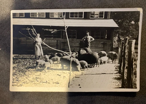 RPPC Farm Pigs Hog House AZO Postcard Early 1900s Real Photo Rural Scene