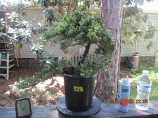 SPECIMEN BONSAI TREE JUNIPER PROCUMBENS NANA/H6