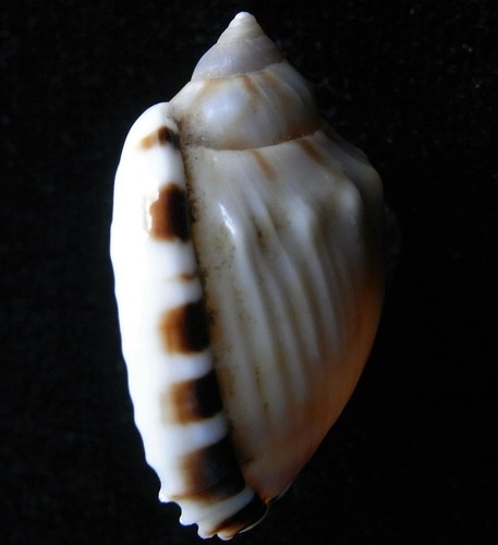 conchiglia Casmaria erinaceus vibex NANA CALLOSA E A COSTE 31mm Gemma - Foto 1 di 3