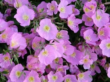 500+ Evening Primrose Seeds - Pink --- FRESH