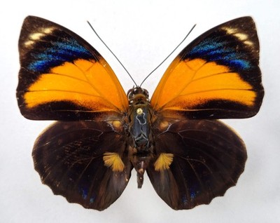 Agrias pericles mauensis   f. gratiosa yellow (Brasil)