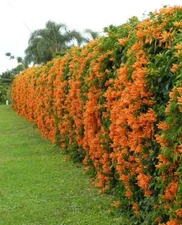 ~~FLORIDA FLAME~~Phyrostegia Vine SMALL Rooted Starter Plant~Hummingbird Heaven!