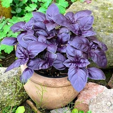 200+ Dark Purple Opal Basil Seeds, Heirloom NON-GMO, Fresh Seeds for Your Garden