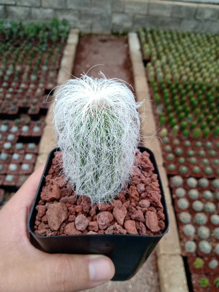 epiphyllum orchid cactus Orchid Cactus ‘Unforgettable’ For Sale – Logee's Plants
