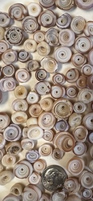 150 natural earth tone (brown) Hawaiian Puka Shells