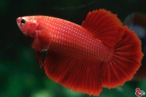Beautiful Live Betta fish Super Red Female Halfmoon #D964 from Thailand