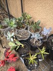 succulents live plants Lot — photo 2