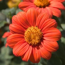 Mexican Sunflower Seeds, Orange, Tithonia, Attract Butterflies, Daisy-Like Bloom