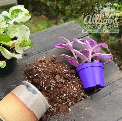 Pothos and Tradescantia Expert Potting Soil | Peat Free | Allgood Farm | 1-15L