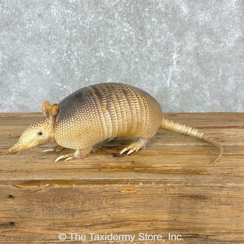 Armadillo Life-Size Taxidermy Mount For 