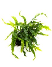 Java Fern 'Fork Leaf' on Nutripad - Rare Live Aquatic Plant