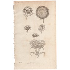 Impresión botánica antigua Thornton 1812 Elementos de botánica 67 tipos de flores