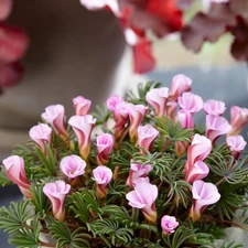 Easy to Grow Oxalis Autumn Pink 10 Plant Bulbs, Summer Zones 8-10