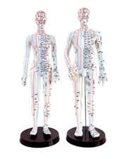Male/Female Acupuncture Point Meridians Model/Human Model Medical Teaching Tool