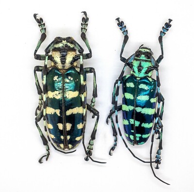 Cerembycidae -Longhorn- Anoplophora graafi (Pair) - South Sumatra
