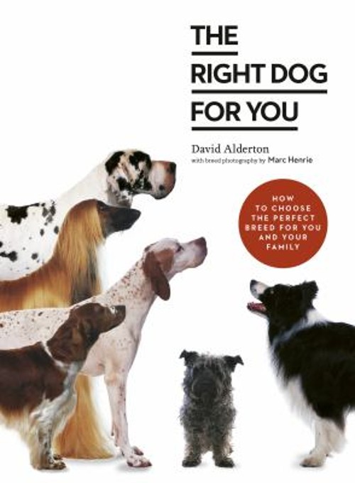 Der Richtige Hund Für Sie: Wie Man Die Perfekte Rasse Für Sie Wählt