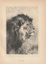 Löwe mit prachtvoller Mähne Lithographie von 1920 Wilhelm Kuhnert Afrika DOA