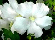 LIVE PLANT SOLID WHITE ROSE OF SHARON HIBISCUS ALTHEA 6" to1' STARTER BUSH TREE