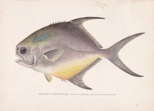 Original Antique Fish Print: Short Pompano Or Permit by  Sherman F. Denton 1907