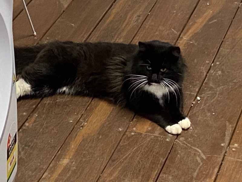 gumtree kittens free to good home