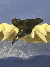 FOSSILIZED EXTINCT TIGER SHARK TOOTH..3/4 Inch From The Peace River Florida 