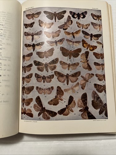 The Moth Book By W J Holland 1922 - Picture 11 of 16