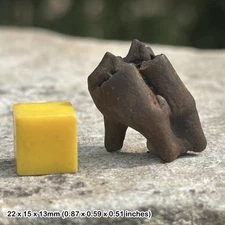 Deer tooth fossil (odocoileus virginianus) | pleistocene era | genuine specimen