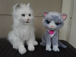 grey and white kitty