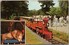ST. LOUIS ZOO Postcard "ZOOLINE RAILROAD" Forest Park Miniature Train / 1973