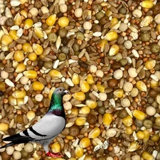 Pigeon Mix Feed 14.5% Protein For Pigeons Dove Birds Reusable Bags BULK SALE