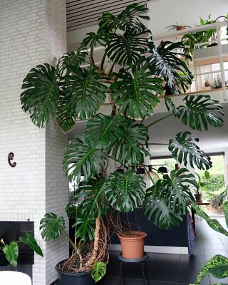 特大モンステラ Giant Monstera Deliciosa (Swiss Cheese, Cutleaf Philidendron) 2-3