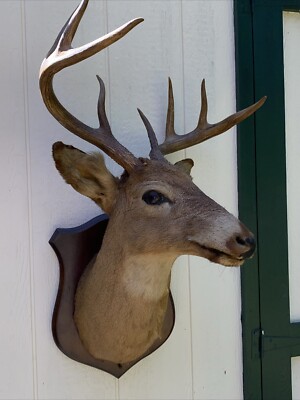 8 Points Whitetail Deer Head Taxidermy Wood Mounted