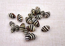 Bee Hive Bumble Bee Seashells Black White Yellow 20 shells approx. 0.25+ inches)