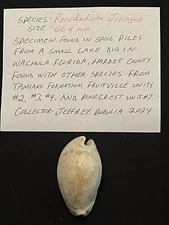 EXTINCT Fossilized COWRIE Shell ( Pseudadusta Juyingae ) From Central Florida 
